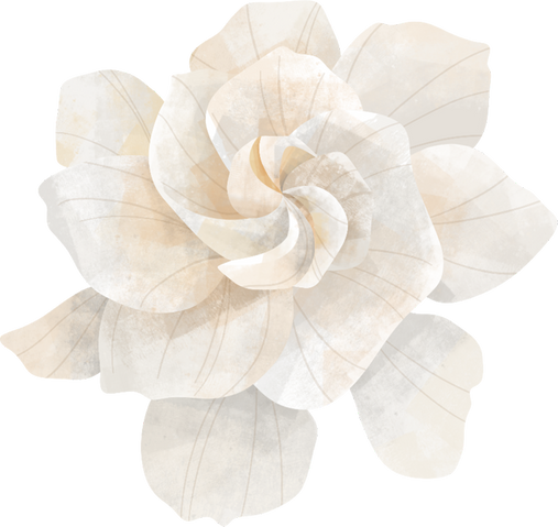 Gardenia Flower Illustration