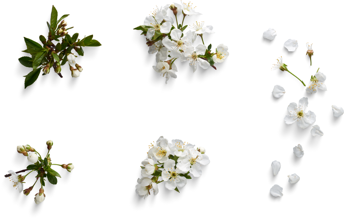 White Flowers Cutout